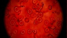 poster-279-playstation-in-your-blood-236x132