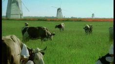 poster-2820-cross-world-communication-sumo-236x132