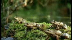 poster-2901-audi-les-grenouilles-236x132