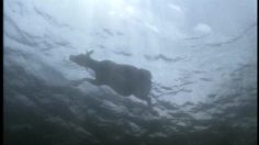 poster-2968-milko-cheese-spread-the-boat-236x132