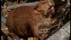 poster-3368-virgin-mobile-save-the-trees-236x132