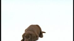 poster-340-anti-exclusion-aide-aux-aveugles-chien-guide-236x132