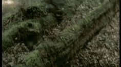 poster-3474-toyota-prius-donkey-236x132