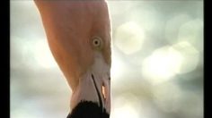 poster-3543-bmw-flamingos-236x132