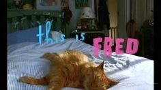poster-3683-whiskas-fred-le-chat-236x132