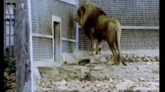 poster-3720-audi-allroad-v8-quattro-le-zoo-236x132