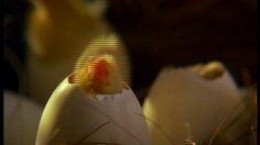 poster-378-mistine-force-la-tortue-236x132