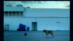 poster-3790-folgers-shiny-happy-people-236x132