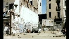 poster-3808-adidas-selection-236x132