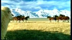 poster-3849-budweiser-streaker-236x132