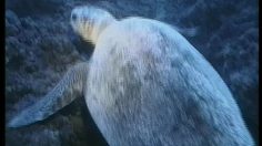 poster-3861-protection-environnement-protection-de-la-mer-moment-of-silence-236x132