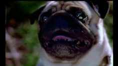 poster-3977-centrum-cz-bobika-22-236x132