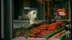 poster-4038-budweiser-le-dalmatien-236x132