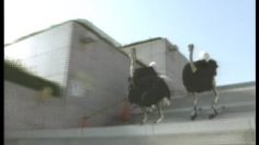 poster-4056-japan-snow-project-jr-ski-ski-in-the-city-236x132