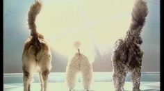 poster-4072-gusty-bouillon-le-test-queues-236x132