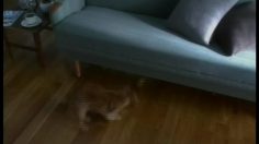 poster-4102-duskin-fetch-236x132