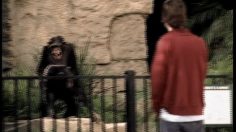 poster-4142-nestle-barrettes-zoo-236x132