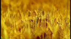 poster-4158-belgacom-the-frog-236x132