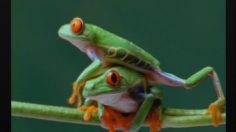 poster-4169-protection-environnement-frogs-236x132