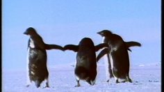 poster-4236-verkade-biscuit-pingouin-les-pingouins-236x132