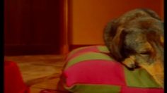 poster-4297-mb-dessinez-c-est-gagne-dormir-sur-ses-deux-oreilles-236x132