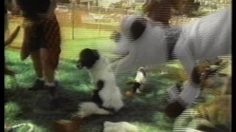 poster-430-pets-com-dog-park-236x132