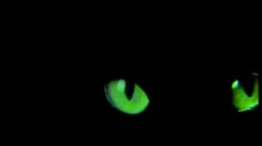 poster-4308-jacomo-parfums-les-yeux-du-chat-236x132