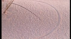 poster-4326-christian-dior-dune-la-dune-236x132