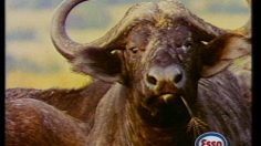 poster-4341-esso-station-essence-plein-de-cadeaux-236x132