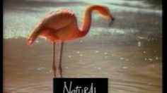 poster-4347-soho-black-cherry-flamands-roses-236x132