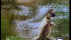 poster-4381-esso-station-essence-c-est-super-236x132