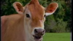 poster-4382-anchor-beurre-lucky-cows-236x132