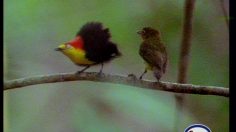 poster-4383-esso-station-essence-oiseaux-236x132