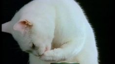 poster-4408-kattomeat-cat-queue-236x132