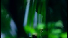 poster-4610-thomson-televiseur-le-langage-de-la-foret-236x132