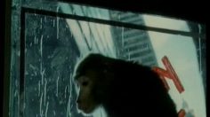 poster-464-reuters-petshop-236x132