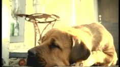 poster-477-qwest-holiday-236x132