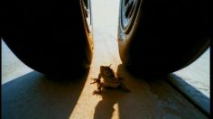 poster-481-memphis-pure-platinum-the-plane-236x132