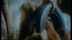 poster-4825-uniroyal-rallye-l-orang-outan-236x132