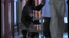 poster-4833-pepsi-les-singes-236x132