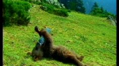 poster-4902-valvert-ours-et-loups-236x132