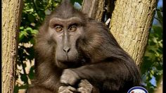 poster-5056-esso-station-essence-1-plein-1-fourchette-236x132