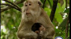 poster-5057-esso-station-essence-maman-singe-et-son-petit-236x132