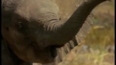 poster-5172-citroen-la-toux-236x132