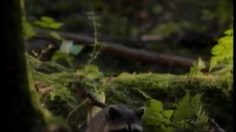 poster-518-shaw-good-dog-236x132