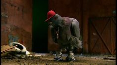 poster-5227-equidia-pigeons-236x132