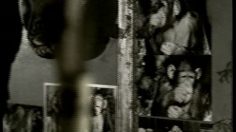 poster-545-snickers-monkey-see-monkey-do-236x132