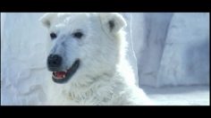 poster-5492-freedent-freedent-fusion-l-ours-236x132