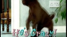 poster-554-protection-animaux-my-little-puppy-236x132