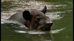 poster-5540-smart-fortwo-le-tapir-236x132